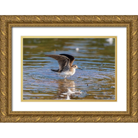 Solitary Sandpiper-Tringa solitaria-bathing in wetland Marion County-Illinois Gold Ornate Wood Framed Art Print with Double Matting by Day, Richard and Susan