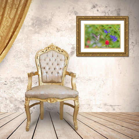 Ruby-throated Hummingbird-Archilochus colubris-at Blue Ensign Salvia-Salvia guaranitica-Marion Coun Gold Ornate Wood Framed Art Print with Double Matting by Day, Richard and Susan
