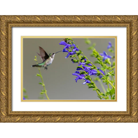 Ruby-throated Hummingbird-Archilochus colubris-at Blue Ensign Salvia-Salvia guaranitica-Marion Coun Gold Ornate Wood Framed Art Print with Double Matting by Day, Richard and Susan