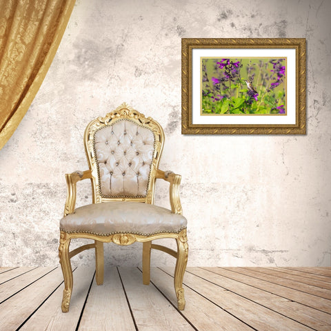 Ruby-throated Hummingbird-Archilochus colubris-at Salvia Purple and Bloom-Salvia guaranitica-Marion Gold Ornate Wood Framed Art Print with Double Matting by Day, Richard and Susan