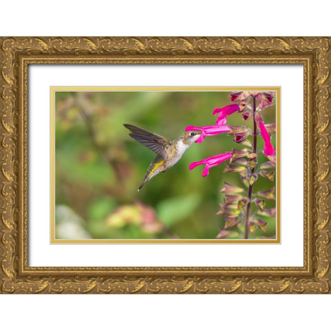 Ruby-throated Hummingbird-Archilochus colubris-at Salvia Fuchsia Rockin Fuchsia-Salvia hybrid-Mario Gold Ornate Wood Framed Art Print with Double Matting by Day, Richard and Susan