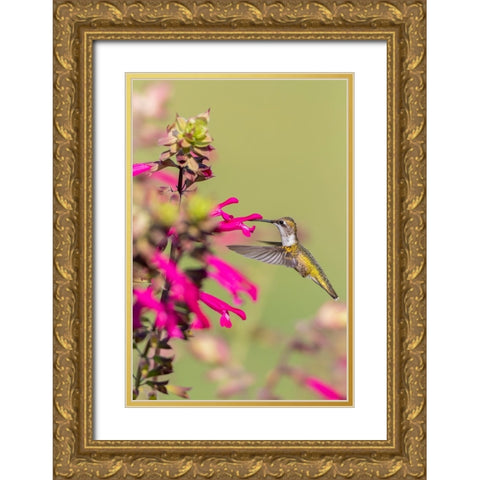 Ruby-throated Hummingbird-Archilochus colubris-at Salvia Fuchsia Rockin Fuchsia-Salvia hybrid-Mario Gold Ornate Wood Framed Art Print with Double Matting by Day, Richard and Susan
