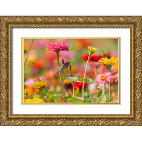 Ruby-throated Hummingbird-Archilochus colubris-at Zinnias Union County-Illinois Gold Ornate Wood Framed Art Print with Double Matting by Day, Richard and Susan