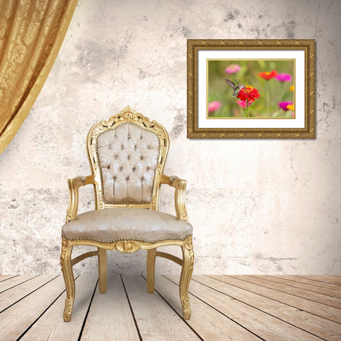 Ruby-throated Hummingbird-Archilochus colubris-at Zinnias Union County-Illinois Gold Ornate Wood Framed Art Print with Double Matting by Day, Richard and Susan