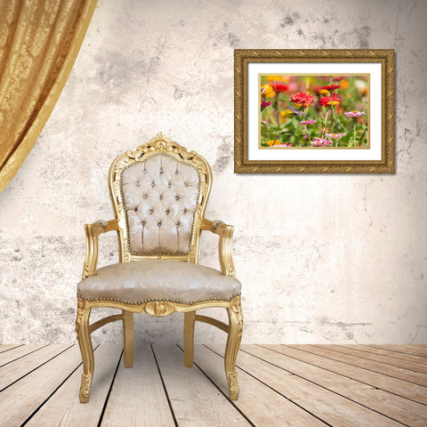 Ruby-throated Hummingbird-Archilochus colubris-at Zinnias Union County-Illinois Gold Ornate Wood Framed Art Print with Double Matting by Day, Richard and Susan
