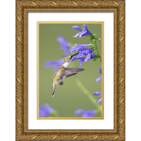 Ruby-throated Hummingbird-Archilochus colubris-at Blue Ensign Salvia-Salvia guaranitica-Marion Coun Gold Ornate Wood Framed Art Print with Double Matting by Day, Richard and Susan