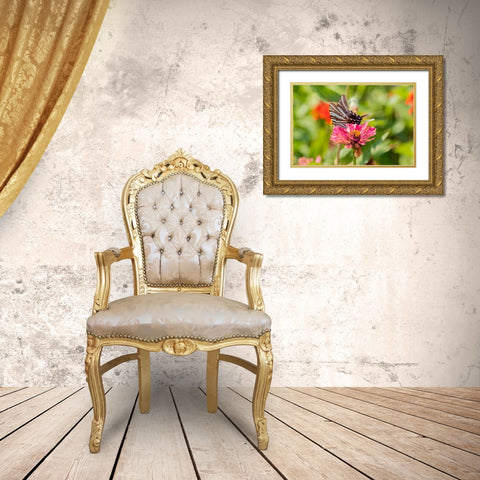 Zebra Swallowtail-Protographium marcellus-on Zinnia Union County-Illinois Gold Ornate Wood Framed Art Print with Double Matting by Day, Richard and Susan