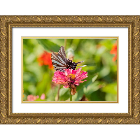Zebra Swallowtail-Protographium marcellus-on Zinnia Union County-Illinois Gold Ornate Wood Framed Art Print with Double Matting by Day, Richard and Susan