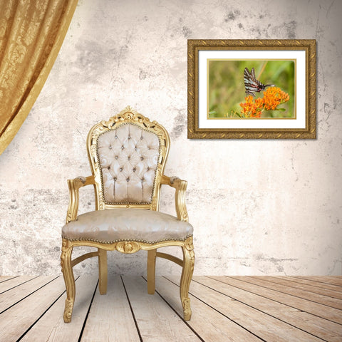 Zebra Swallowtail-Protographium marcellus-on Butterfly Milkweed-Asclepias tuberosa-Marion County-Il Gold Ornate Wood Framed Art Print with Double Matting by Day, Richard and Susan