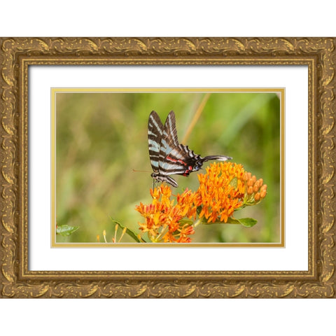 Zebra Swallowtail-Protographium marcellus-on Butterfly Milkweed-Asclepias tuberosa-Marion County-Il Gold Ornate Wood Framed Art Print with Double Matting by Day, Richard and Susan