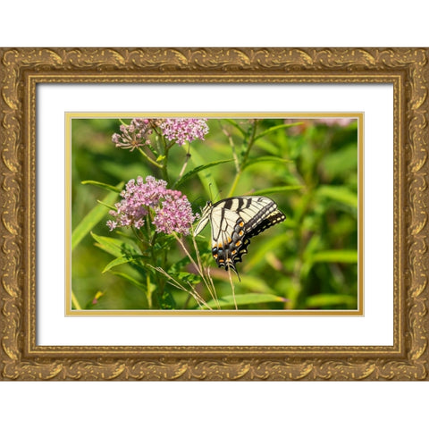 Eastern Tiger Swallowtail-Papilio glaucus-on Swamp Milkweed-Asclepias incarnata-Marion County-Illin Gold Ornate Wood Framed Art Print with Double Matting by Day, Richard and Susan