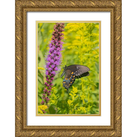 Spicebush Swallowtail-Papilio troilus-on Blazing Star-Liatris spicata-Marion County-Illinois Gold Ornate Wood Framed Art Print with Double Matting by Day, Richard and Susan