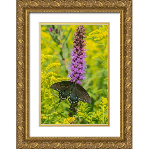 Spicebush Swallowtail-Papilio troilus-on Blazing Star-Liatris spicata-Marion County-Illinois Gold Ornate Wood Framed Art Print with Double Matting by Day, Richard and Susan