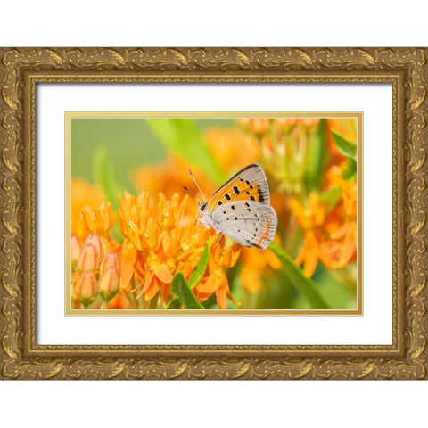 American Copper-Lycaena phlaeas-on Butterfly Milkweed-Asclepias tuberosa-Lawrence County-Illinois Gold Ornate Wood Framed Art Print with Double Matting by Day, Richard and Susan