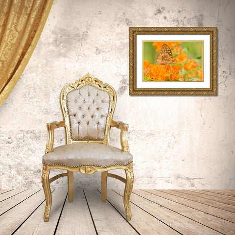 Great Spangled Fritillary-Speyeria cybele-on Butterfly Milkweed-Asclepias tuberosa-Marion County-Il Gold Ornate Wood Framed Art Print with Double Matting by Day, Richard and Susan