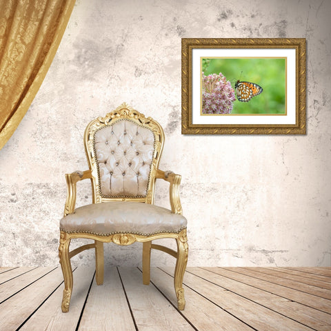 Regal Fritillary-Speyeria idalia-female on Common Milkweed-Asclepias syriaca-Sand Prairie-Scrub Oak Gold Ornate Wood Framed Art Print with Double Matting by Day, Richard and Susan