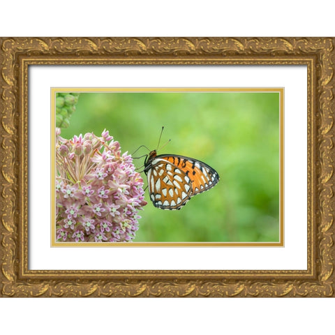 Regal Fritillary-Speyeria idalia-female on Common Milkweed-Asclepias syriaca-Sand Prairie-Scrub Oak Gold Ornate Wood Framed Art Print with Double Matting by Day, Richard and Susan