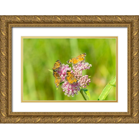 Pearl Crescents-Phyciodes tharos-on Swamp Milkweed-Asclepias incarnata-Marion County-Illinois Gold Ornate Wood Framed Art Print with Double Matting by Day, Richard and Susan