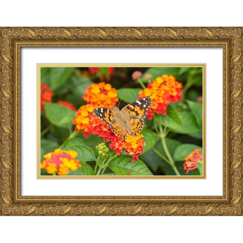 Painted Lady-Vanessa cardui-on Red Spread Lantana-Lantana camara-Marion County-Illinois Gold Ornate Wood Framed Art Print with Double Matting by Day, Richard and Susan