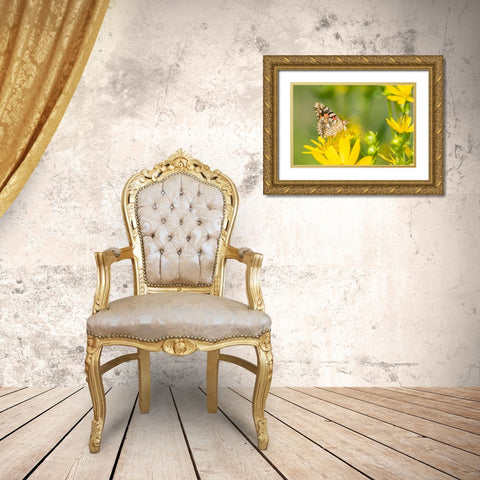 Painted Lady-Vanessa cardui-on Cup Plant-Silphium perfoliatum-Marion County-Illinois Gold Ornate Wood Framed Art Print with Double Matting by Day, Richard and Susan