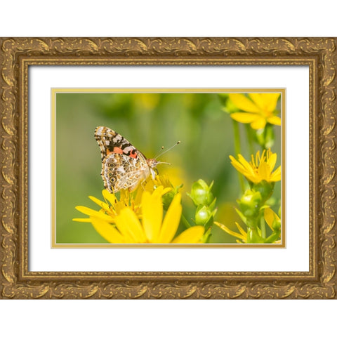 Painted Lady-Vanessa cardui-on Cup Plant-Silphium perfoliatum-Marion County-Illinois Gold Ornate Wood Framed Art Print with Double Matting by Day, Richard and Susan
