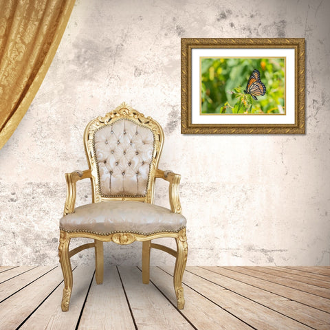 Viceroy-Limenitis archippus-in prairie Marion County-Illinois Gold Ornate Wood Framed Art Print with Double Matting by Day, Richard and Susan
