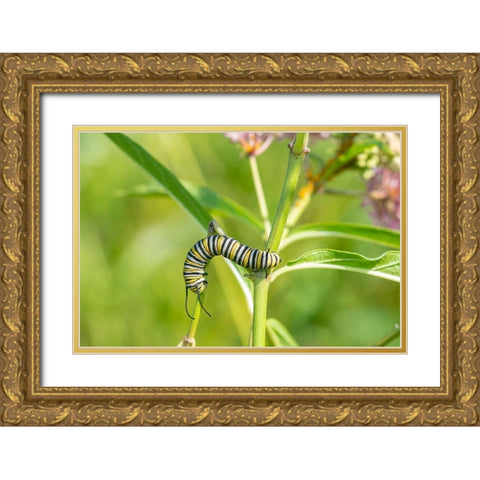 Monarch-Danaus plexippus-caterpillar on Swamp Milkweed-Asclepias incarnata-Marion County-Illinois Gold Ornate Wood Framed Art Print with Double Matting by Day, Richard and Susan