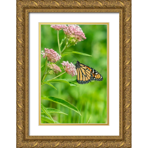 Monarch-Danaus plexippus-on Swamp Milkweed-Asclepias incarnata-Marion County-Illinois Gold Ornate Wood Framed Art Print with Double Matting by Day, Richard and Susan