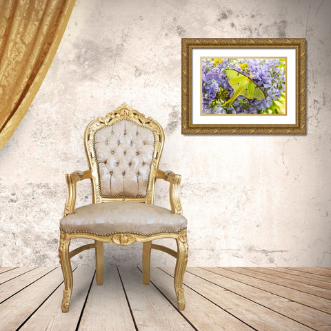Luna Moth-Actias luna-on phlox Marion County-Illinois Gold Ornate Wood Framed Art Print with Double Matting by Day, Richard and Susan