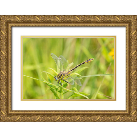 Plains Clubtail-Gomphus externus-Lawrence County-Illinois Gold Ornate Wood Framed Art Print with Double Matting by Day, Richard and Susan
