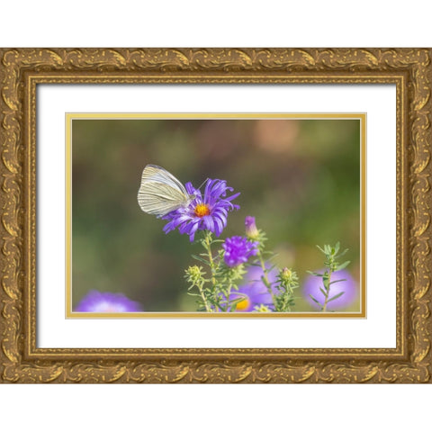 Cabbage white on Frikarts Aster Gold Ornate Wood Framed Art Print with Double Matting by Day, Richard and Susan