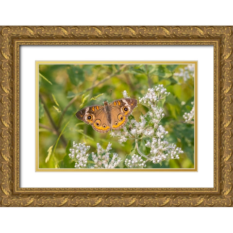 Common Buckeye on Common Boneset Gold Ornate Wood Framed Art Print with Double Matting by Day, Richard and Susan