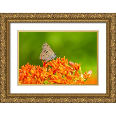 Coral Hairstreak on butterfly milkweed Gold Ornate Wood Framed Art Print with Double Matting by Day, Richard and Susan