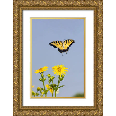 Eastern Tiger swallowtail flying from Cup plant Gold Ornate Wood Framed Art Print with Double Matting by Day, Richard and Susan
