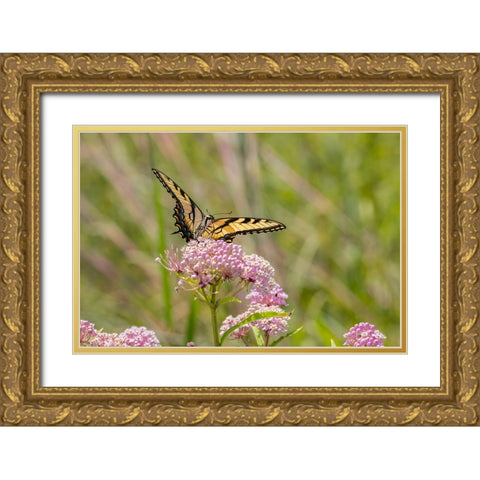 Eastern Tiger swallowtail on swamp milkweed Gold Ornate Wood Framed Art Print with Double Matting by Day, Richard and Susan