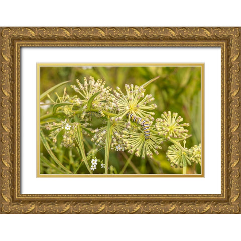 Monarch caterpillar on Green Milkweed Gold Ornate Wood Framed Art Print with Double Matting by Day, Richard and Susan