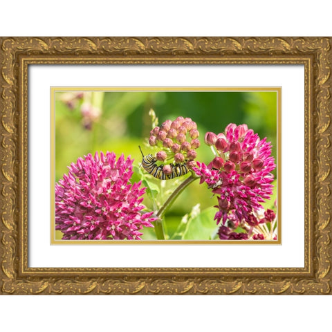 Monarch caterpillar on purple milkweed Gold Ornate Wood Framed Art Print with Double Matting by Day, Richard and Susan