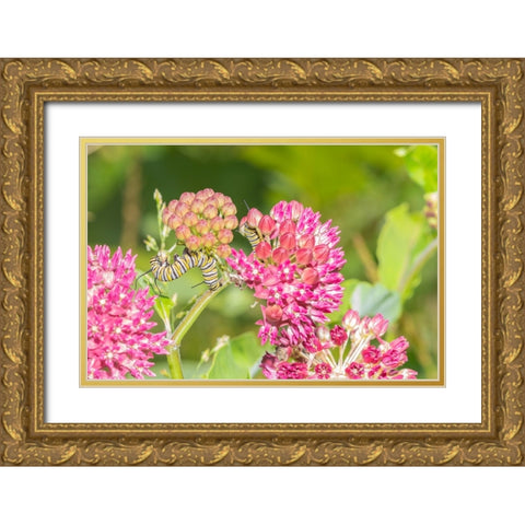 Monarch caterpillar on purple milkweed Gold Ornate Wood Framed Art Print with Double Matting by Day, Richard and Susan