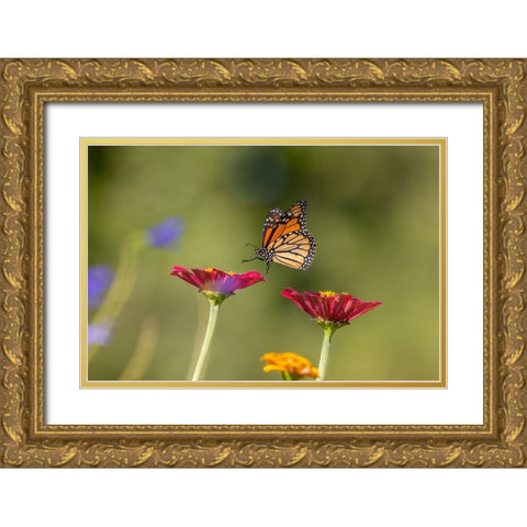 Monarch flying Gold Ornate Wood Framed Art Print with Double Matting by Day, Richard and Susan