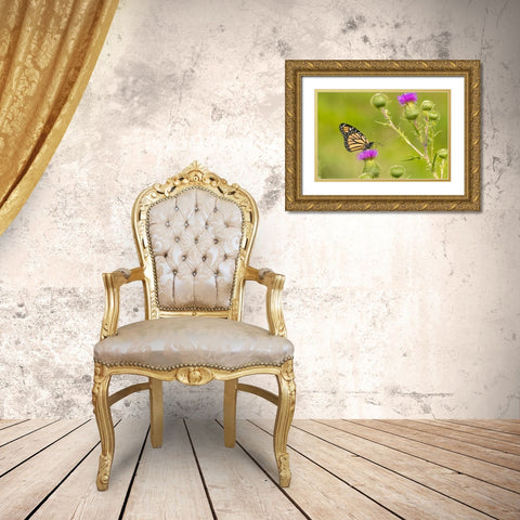 Monarch on Bull thistle Gold Ornate Wood Framed Art Print with Double Matting by Day, Richard and Susan