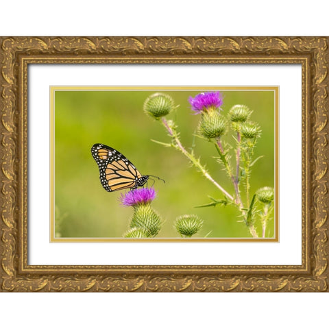 Monarch on Bull thistle Gold Ornate Wood Framed Art Print with Double Matting by Day, Richard and Susan
