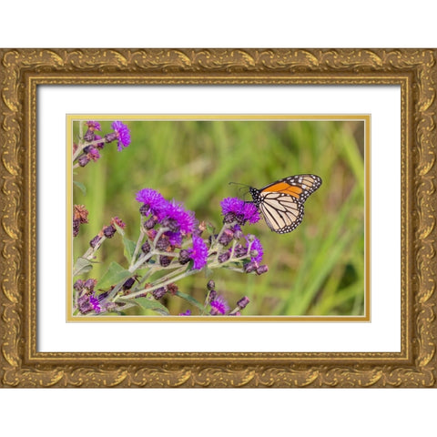 Monarch on Missouri Ironweed Gold Ornate Wood Framed Art Print with Double Matting by Day, Richard and Susan