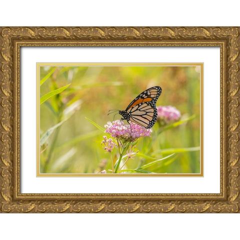 Monarch on swamp milkweed Gold Ornate Wood Framed Art Print with Double Matting by Day, Richard and Susan
