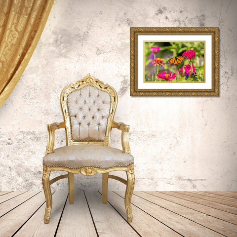 Monarch on zinnia Gold Ornate Wood Framed Art Print with Double Matting by Day, Richard and Susan