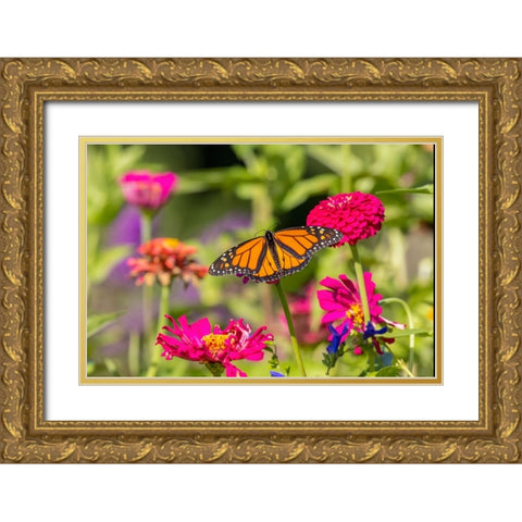 Monarch on zinnia Gold Ornate Wood Framed Art Print with Double Matting by Day, Richard and Susan