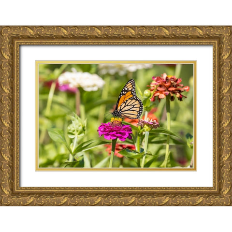 Monarch on zinnia Gold Ornate Wood Framed Art Print with Double Matting by Day, Richard and Susan