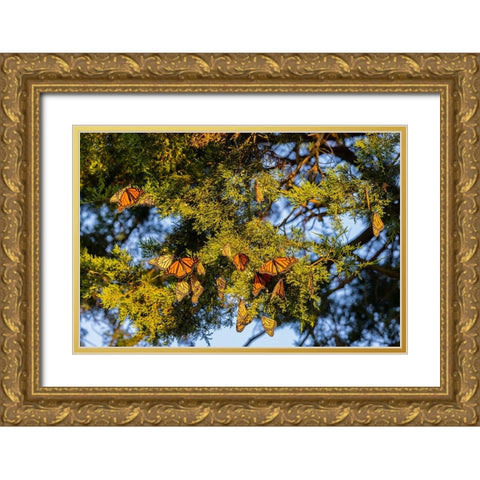 Monarchs gathering to roost in Cedar tree during migration south Gold Ornate Wood Framed Art Print with Double Matting by Day, Richard and Susan