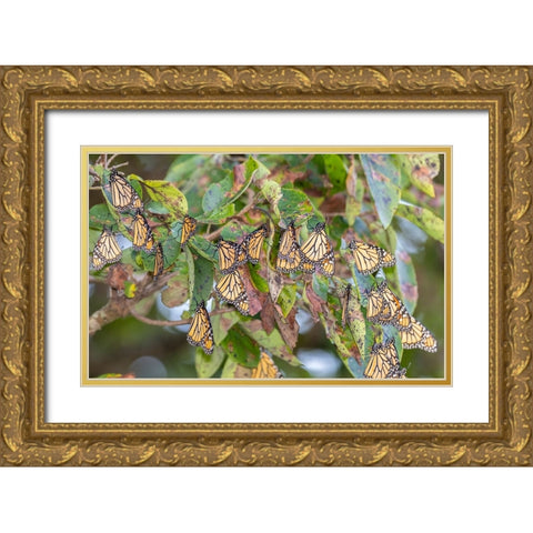 Monarchs gathering to roost in tree during migration south Gold Ornate Wood Framed Art Print with Double Matting by Day, Richard and Susan