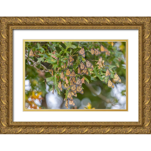 Monarchs gathering to roost in tree during migration south Gold Ornate Wood Framed Art Print with Double Matting by Day, Richard and Susan
