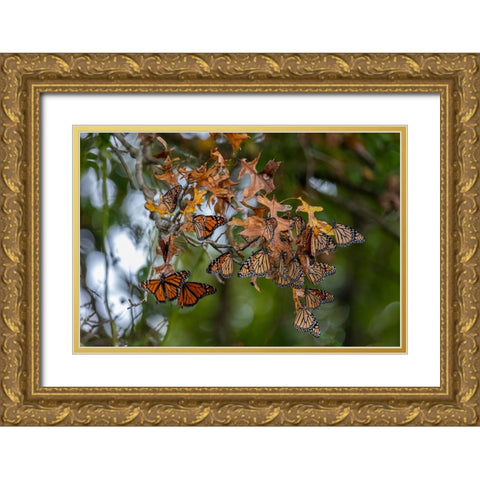 Monarchs gathering to roost in tree during migration south Gold Ornate Wood Framed Art Print with Double Matting by Day, Richard and Susan